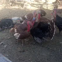بوقلمون نر