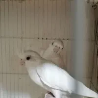 قفس وتخم عروس هلندی البینو لوتینو