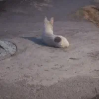 واگذاری سگ|سگ|همدان, |دیوار