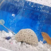 اکواریوم|ماهی|سیرجان, |دیوار