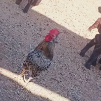 خروس|حیوانات مزرعه|رامشیر, |دیوار