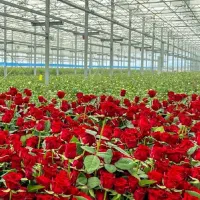 زیر قیمت/گلخانه استخر ویلا/با سند جواز/تهاتر