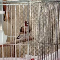 سره نر|پرنده|برخوار, |دیوار