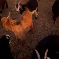 کهره نر چاق