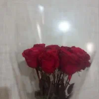 انواع باکس طبیعی|گل و گیاه طبیعی|اهواز, کوی طلاب|دیوار