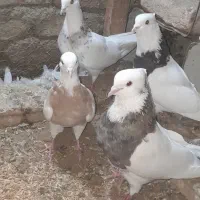 هفت عدد طوقی