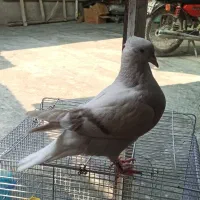 جوجه کبوتر دم سفید|پرنده|برازجان, |دیوار