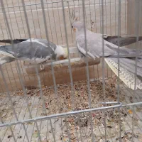 عروس هلندی|پرنده|فلاورجان, |دیوار