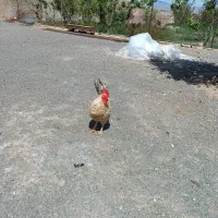 خروس محلی چاق و درشت