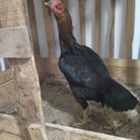 تخممرغ لاری|حیوانات مزرعه|گرگان, |دیوار