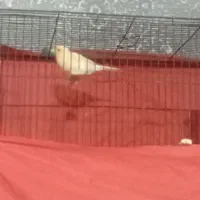 قناری موزاییکی مست|پرنده|قرچک, میرزائی شمالی|دیوار