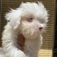 شیتزو سفید چشم آبی|سگ|سیرجان, |دیوار