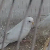 جفت|پرنده|مشهد, سمزقند|دیوار