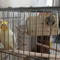 عروس هلندی ماده|پرنده|محمدشهر, شهرک پیام (مهرالبرز)|دیوار