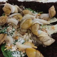 حلزون آچاتینا(شاه مولد و مولد)150 عدد 5 میلیون