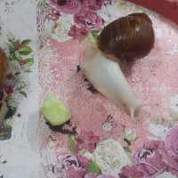 حلزون|خزنده|قم, باغ کرباسی|دیوار