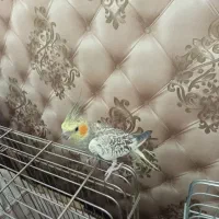 عروس هلندی ۴ ماهه سالم