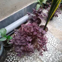 گل وگیاه طبیعی|گل و گیاه طبیعی|قائمشهر, |دیوار