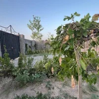 ۳۰۰ متر باغچه داخل بافت سند تک برگ جواز ساخت|فروش زمین و ملک کلنگی|هشتگرد, تهران دشت|دیوار