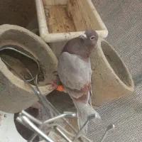 ۲ کفتر با هم جفتن|پرنده|قائن, |دیوار