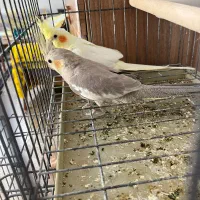 دوتا عروس هلندی جوجه