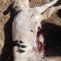 آشغال گوشت گوساله برای سگ