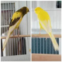 قناری رسمی بلند زردطلایی و ابلغ نرو ماده جفت آماده