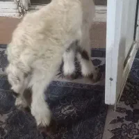 بره|حیوانات مزرعه|حمیل, |دیوار