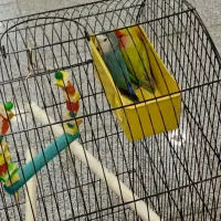 یک جفت طوطی برزیلی