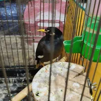 مرغ میناوجوجه عروس|پرنده|قم, شهرک مهدیه (مدرس)|دیوار