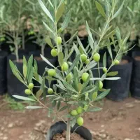 زیتون زرد شیراز نهالستان ذبیحی