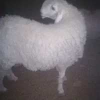 مجسمه میش مری