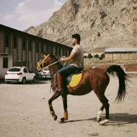 مادیان و کره شجره دار درجه یک
