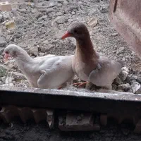 کبوتر آلمانی