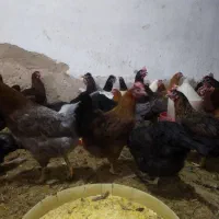 مرغ محلی 7ماهه واکسن زده|حیوانات مزرعه|دزفول, |دیوار