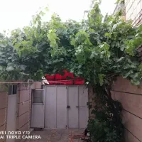 ویلایی ۱۱۲متری|فروش خانه و ویلا|محمدشهر, عباس آباد|دیوار