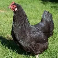 مرغ رسمی سیاه