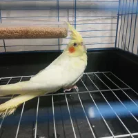 جوجه عروس هلندی