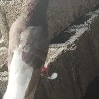 جوجه کبوتر|پرنده|برازجان, |دیوار