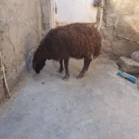 گوسفند آبستن داشتی درجه یک|حیوانات مزرعه|بندر ماهشهر, |دیوار
