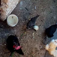 مرغ و خروس