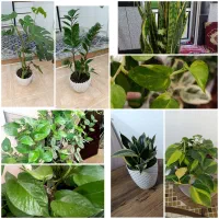 گلی برای گل|گل و گیاه طبیعی|مینودشت, |دیوار