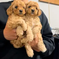 توله توی پودل