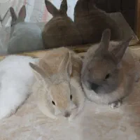 سه عدد خرگوش زیبا همراه با مادر|موش و خرگوش|بانه, |دیوار