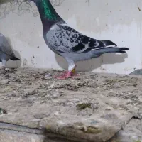 مسافتی|پرنده|تهران, آبشار|دیوار