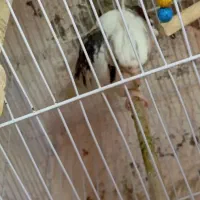 سلام یک عدد عروس هلندی نر