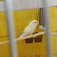 کوتوله|پرنده|مشهد, زمرد|دیوار