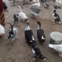 حیوانات مزرعه .اردک اسراییلی