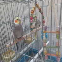 عروس هلندی