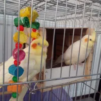 دوتا عروس هلندی